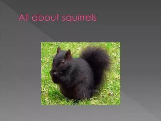 All about squirrels