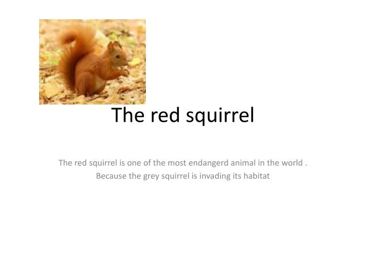 the red squirrel