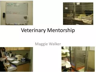 Veterinary Mentorship