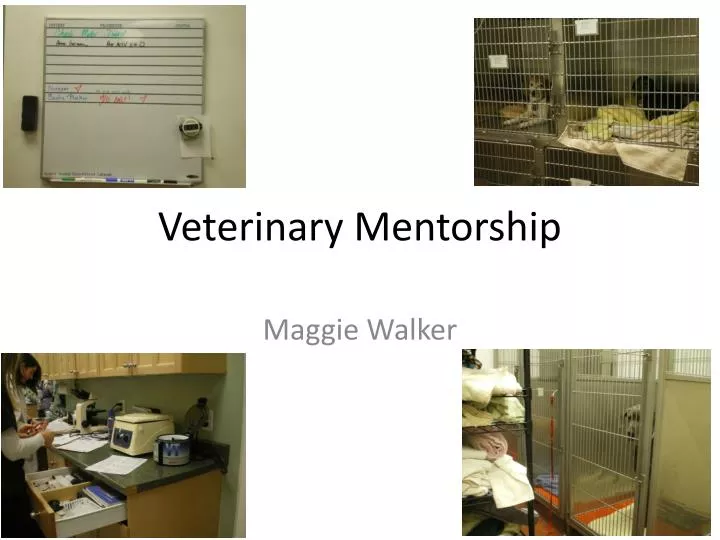 veterinary mentorship