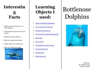 Bottlenose Dolphins