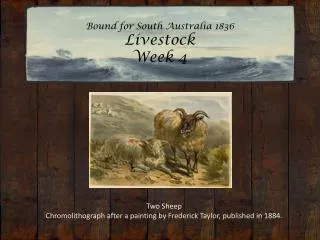 Bound for South Australia 1836 Livestock Week 4