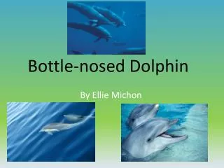 Bottle-nosed Dolphin