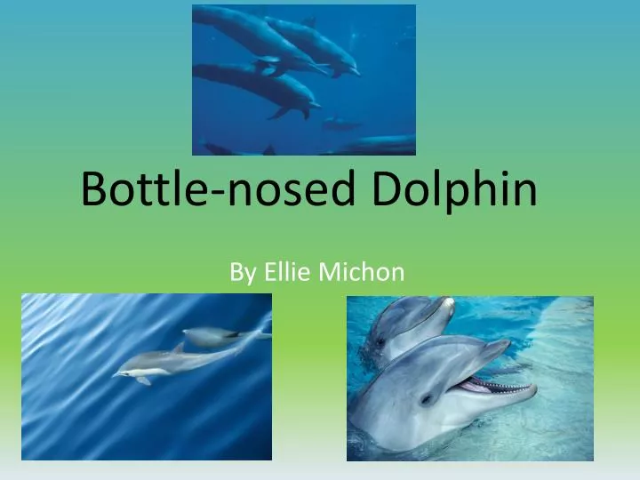 bottle nosed dolphin