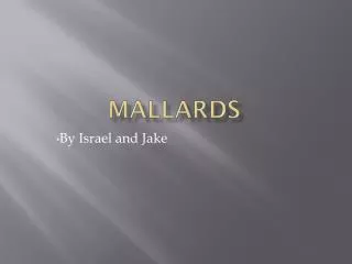 MALLARDS