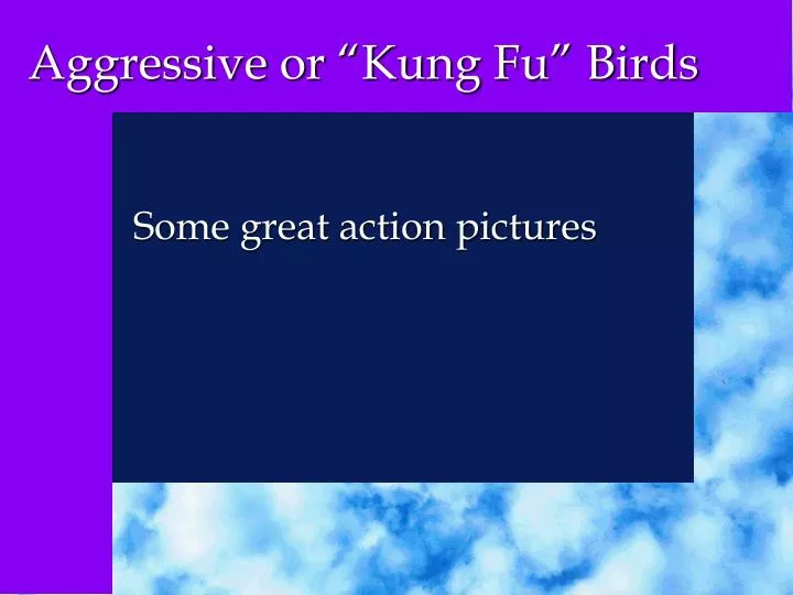 aggressive or kung fu birds
