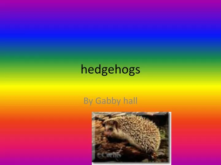 hedgehogs