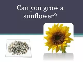 Can you grow a sunflower?