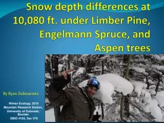 Snow depth differences at 10,080 ft. under Limber Pine, Engelmann Spruce, and Aspen trees