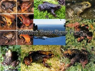 Mount Baw Baw Frog