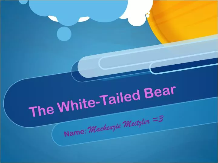 the white tailed bear
