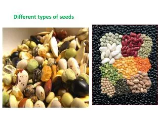 Different types of seeds