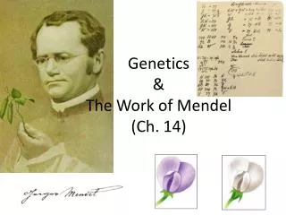 Genetics &amp; The Work of Mendel (Ch. 14)