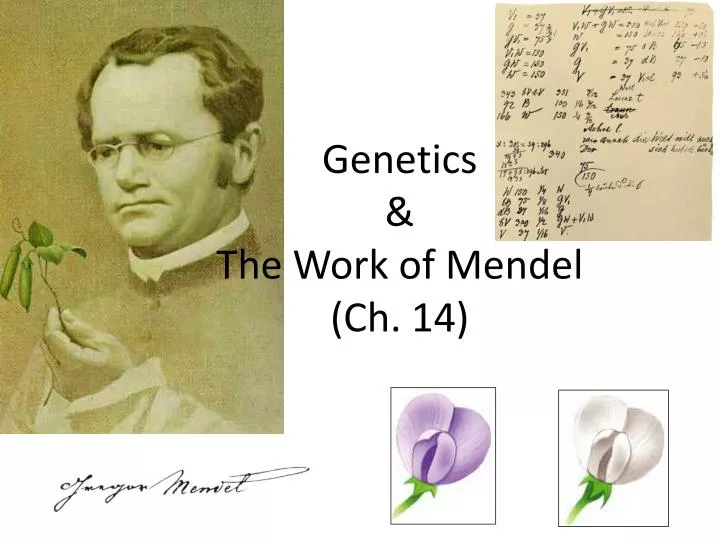 genetics the work of mendel ch 14