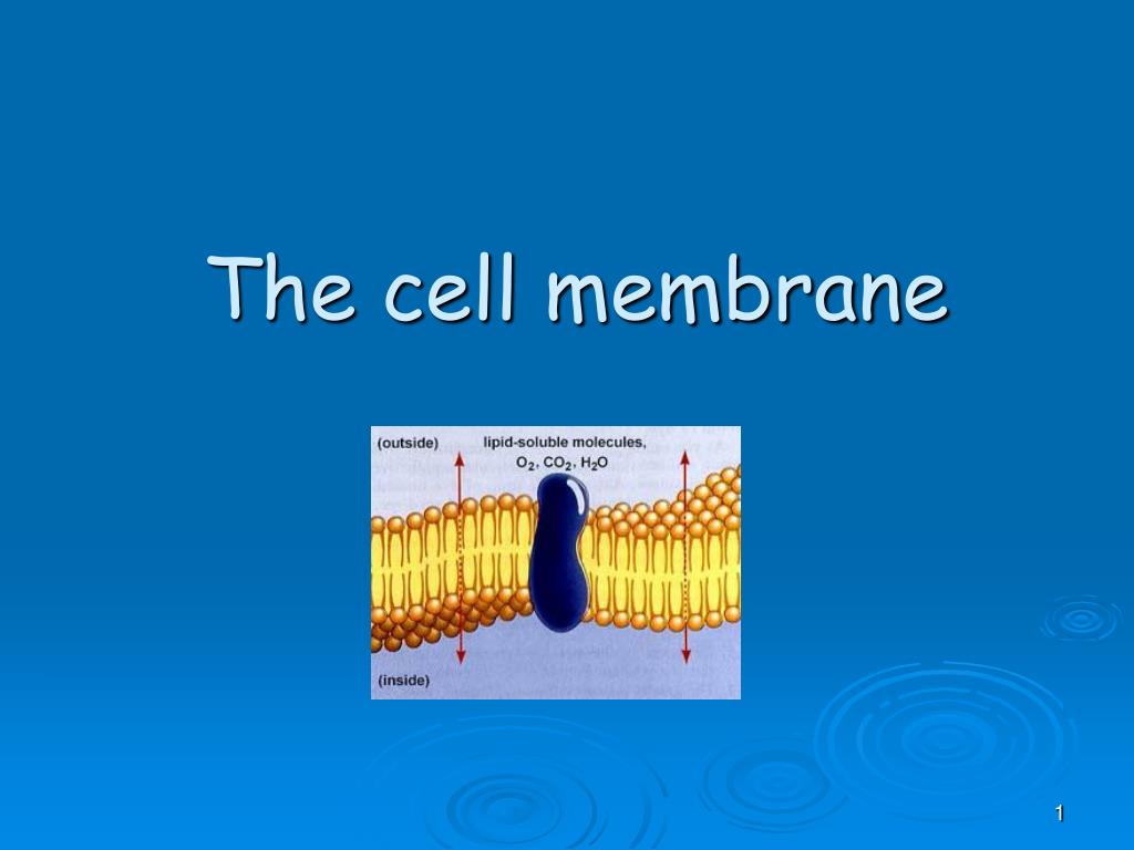 PPT - The cell membrane PowerPoint Presentation, free download - ID:2522482