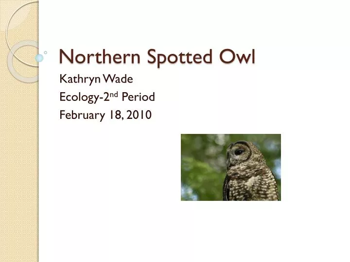 northern spotted owl