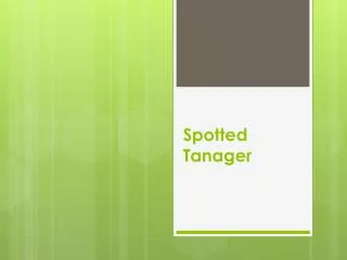 Spotted Tanager