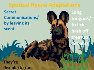 Spotted Hyena Adaptations