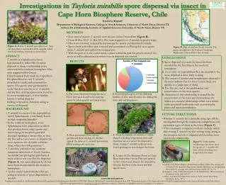 Investigations in Tayloria mirabilis spore dispersal via insect in