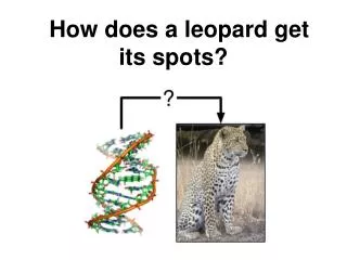 How does a leopard get its spots?
