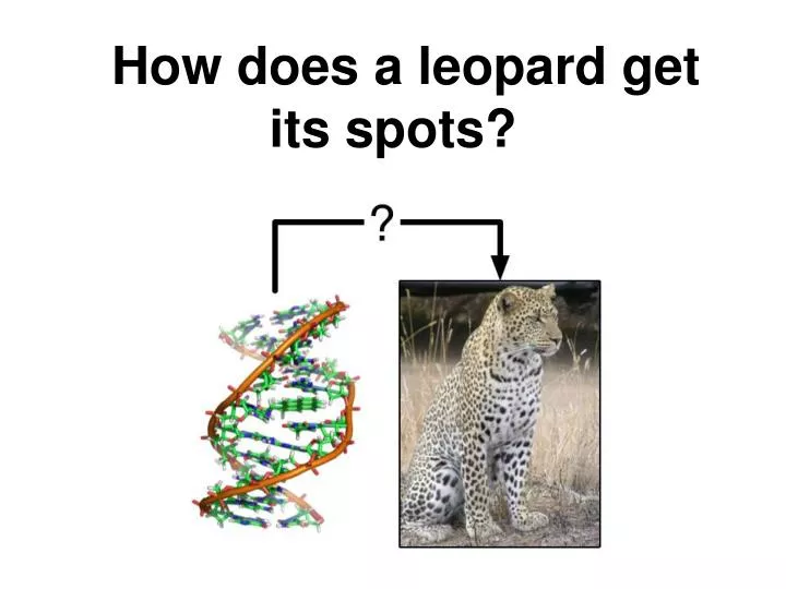 how does a leopard get its spots