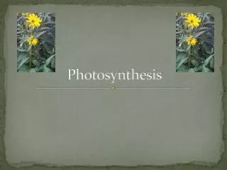 photosynthesis