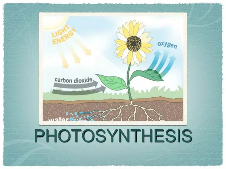 photosynthesis