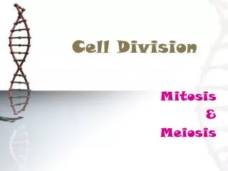 Cell Division