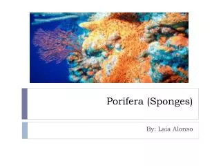 Porifera ( Sponges )