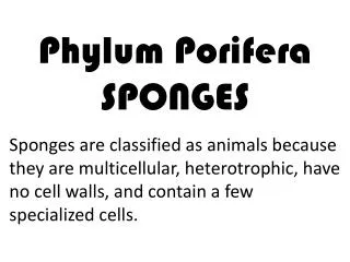 Phylum Porifera SPONGES