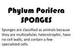 Understanding Sponges: The Unique Multicellular Animals of the Phylum Porifera - slide 1