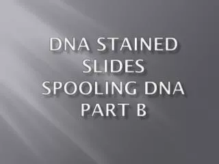 DNA Stained Slides Spooling DNA Part B