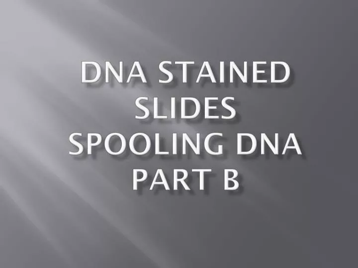 dna stained slides spooling dna part b