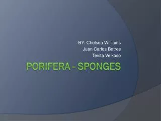 Porifera - Sponges