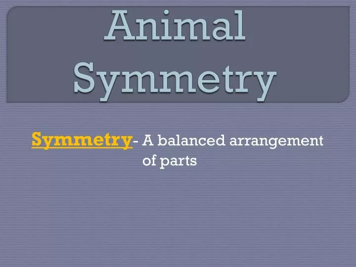 animal symmetry