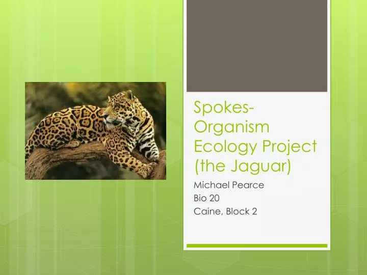 spokes organism ecology project the jaguar
