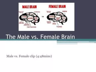 The Male vs. Female Brain
