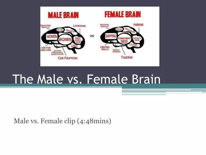 the male vs female brain