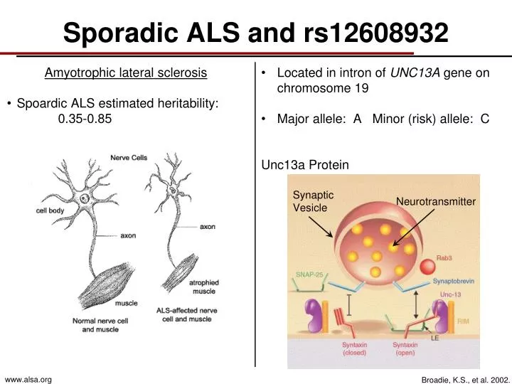 sporadic als and rs12608932