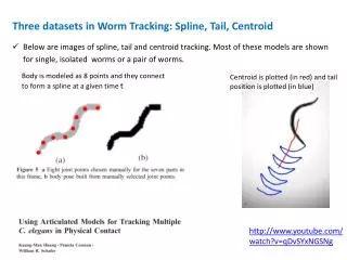 Three datasets in Worm Tracking: Spline, Tail, Centroid