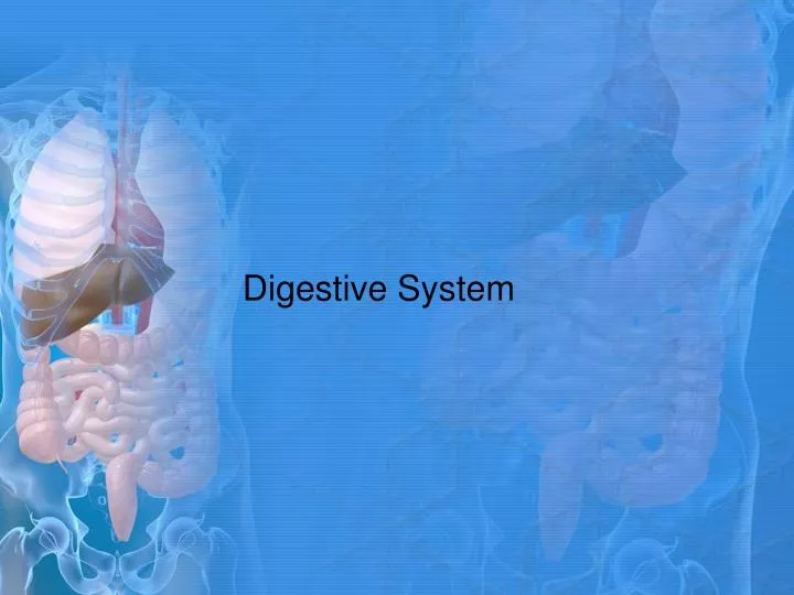 digestive system