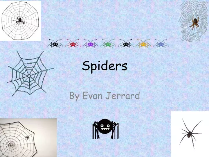 spiders