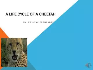 A Life Cycle Of A Cheetah