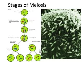 Stages of Meiosis