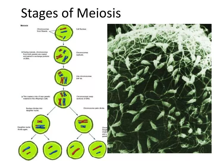 stages of meiosis