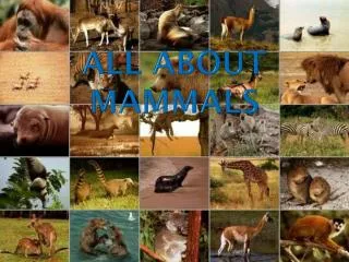 All About Mammals