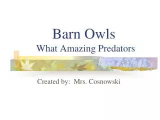 Barn Owls What Amazing Predators