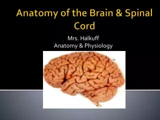 mrs halkuff anatomy physiology