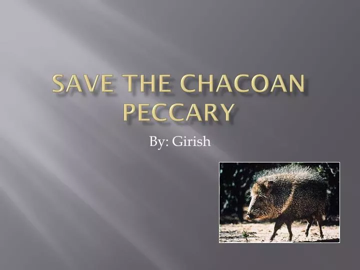 save the chacoan peccary