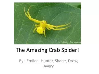 The Amazing Crab Spider!